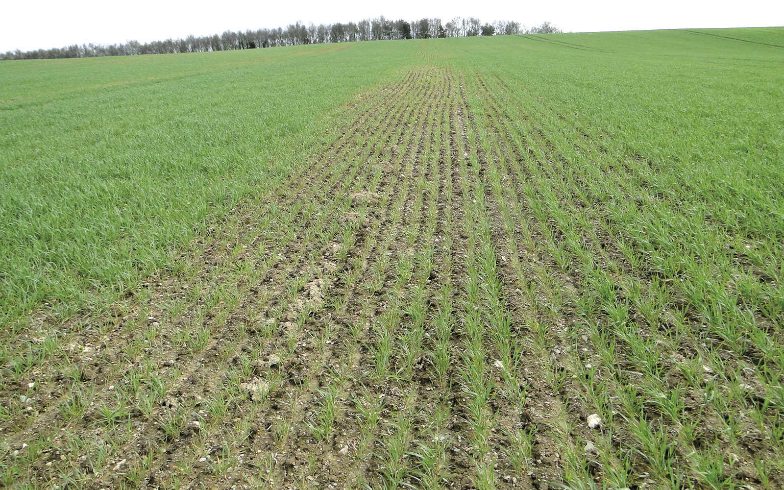 Chaulage Des Sols Limoneux Intégrer La Teneur En Matière Organique Du Sol Dans Le Raisonnement 0721