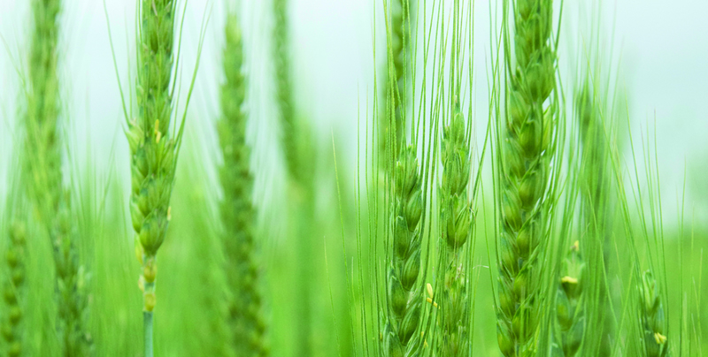 Quels sont les critères de qualité pour commercialiser les blés ?