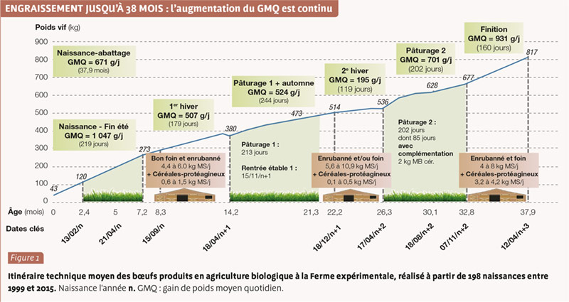 Techniques appliquées au boeuf - Préparations préliminaires et