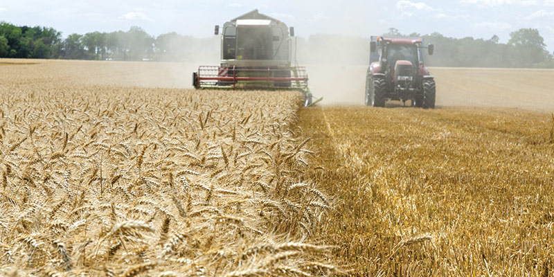 Le blé et ses produits : intolérance au gluten et surpoids