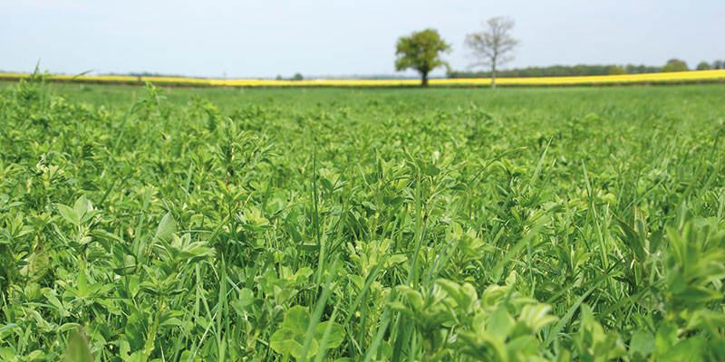 Prélèvements de lombrics, la bonne méthode au bon moment - WikiAgri -  Actualité agricole