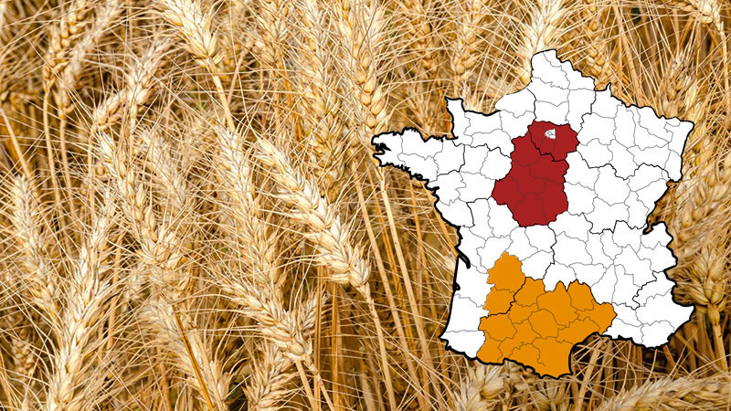 Les différentes catégories du blé