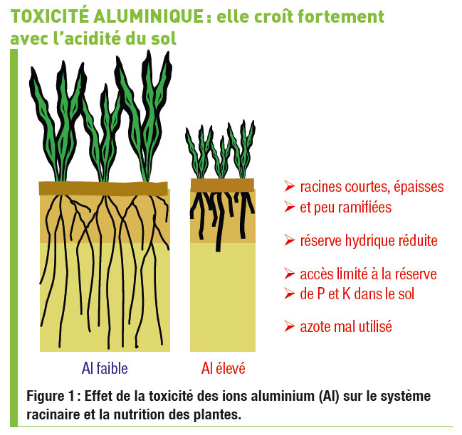 Des engrais azotés plus performants en maïs et céréales à paille