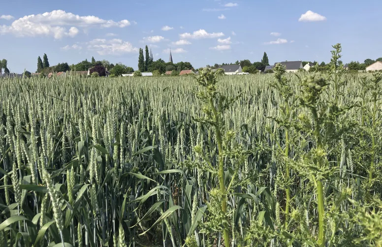 Comment désherber et lutter contre le chardon des champs ?