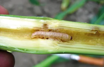 Les larves de Sesamia nonagrioides peuvent provoquer d’importantes pertes de rendements dans les maïs.  