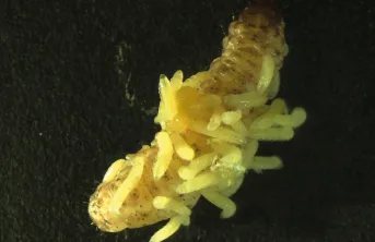 Larve de sésamie ayant été parasitée par Cotesia typhae.