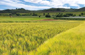 Les effets sur la biodiversité des pratiques agricoles en systèmes conventionnel, ACS et bio ont été étudiés dans la région de Manosque (Alpes-de-Haute-Provence).