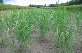 Miscanthus