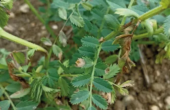 Traiter les semences de pois chiches contre l’ascochytose offre une sécurité pour les producteurs en cas de contamination des semences.