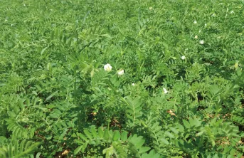 Mieux maîtriser l’ascochytose est une nécessité pour sécuriser la culture du pois chiche.