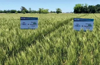 Avant de voir le blé OGM HB4 couramment dans les champs américains, des essais doivent être mis en place aux États-Unis et analysés, comme c’est déjà le cas en Argentine.