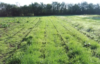 Le maïs fourrage se prête mieux à l’implantation de couverts que le maïs grain, grâce à une récolte plus précoce ne laissant que très peu de résidus au sol.