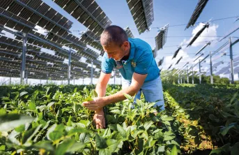 Sylvain Raison, à Amance (70) : « en 2022, le rendement du soja sous les ombrières était de 25 % supérieur à celui du témoin. »