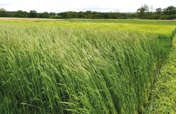 Une partie des chaumes et des racines des CIVE reste dans le sol et améliore la fertilisation.