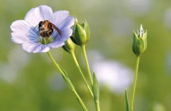 L’outil de toxicovigilance développé par des chercheurs de l’INRAe et de l’Université de Mexico grâce à une IA pourrait permettre d’ajuster les pratiques agricoles en temps réel pour limiter l’exposition des abeilles aux pesticides.  