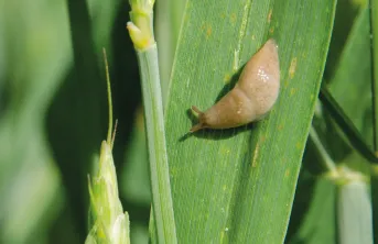 Les antilimaces à base de phosphate ferrique représentent environ un tiers des utilisations.