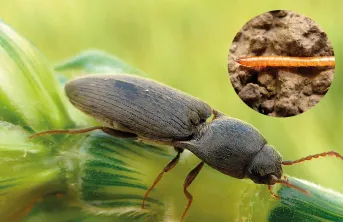 Qu’il s’agisse du genre Athous, plus spécifique aux céréales à paille, ou Agriotes, c’est la larve du coléoptère qui est nuisible, et non l’adulte.