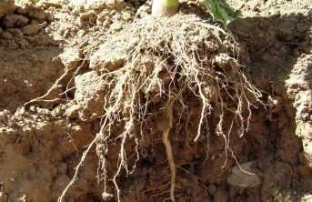 Profil de sol recherché pour le tournesol : un lit de semence assurant un bon contact sol/graine, et une structure poreuse dans l’horizon sous-jacent, permettant la mise en place d’un pivot racinaire droit de plus de 20 cm.