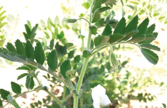 Le rendement du pois chiche peut être affecté par des aléas climatiques comme un déficit hydrique prononcé et de fortes chaleurs, comme cela a été le cas en 2022.