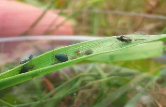 La colonisation par les pucerons ailés constitue un préalable à l’infestation de la parcelle.