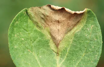 La création d’une synergie entre les acteurs d’un territoire pour lutter contre le mildiou de la pomme de terre peut permettre de réduire l’utilisation des fongicides de 50 à 80 %.  