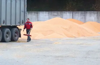 Maîtrise des aflatoxines post récolte : éviter le développement d’Aspergillus lors du préstockage