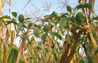 Lutte adventice : maîtriser le datura dans les parcelles de maïs