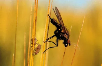 Même à des doses sublétales, les insecticides compromettent la survie des insectes