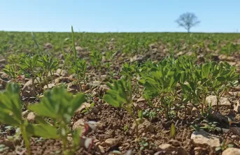 Pratiques culturales en lentille : attention aux bruches et aux surdensités