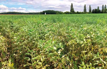 Variétés de féveroles de printemps : les références conservent leur place ​