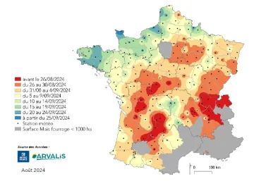 Carte 1 : Estimation au 12/08/2024 de la date de récolte en France pour le premier créneau de semis 2024. (Utilisation des données météo médianes.)