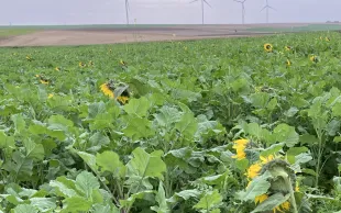 Il y a une réelle complémentarité agronomique entre les légumineuses et d’autres familles comme les crucifères ou les hydrophyllacées.