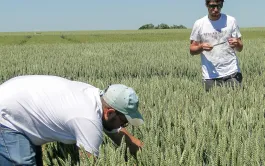 Estimer les rendements du blé avant récolte sert surtout à détecter les problèmes.