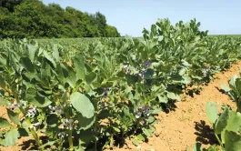 La hausse des surfaces de légumineuses à graines, ici la féverole, rassemble les enjeux de souveraineté protéique et de transition agroécologique.