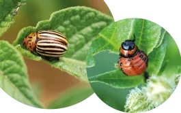 L’adulte, qui se nourrit des feuilles, est un coléoptère de 10-12 mm aux élytres rayées jaune et noir. Plus petite, la larve, au corps rougeâtre ponctué de noir, est encore plus vorace.