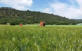 neuf projets territoriaux sont en cours pour coconstruire avec les agriculteurs des scénarios d'évolution des assolements pour s'adapter au climat futur. 