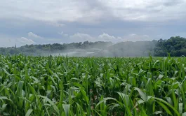 La ferme-type actuelle de la Hardt est à dominante maïs irrigué. 