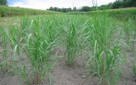 Miscanthus