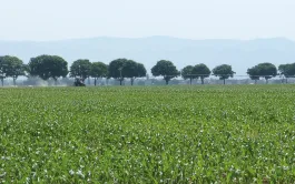 L’efficacité au champ des biostimulants à base de micro organismes fixateurs d’azote dépend très fortement des conditions rencontrées en plein champ, et notamment des températures au moment de l’application.