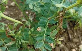 Traiter les semences de pois chiches contre l’ascochytose offre une sécurité pour les producteurs en cas de contamination des semences.