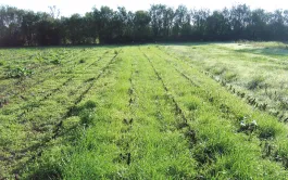 Le maïs fourrage se prête mieux à l’implantation de couverts que le maïs grain, grâce à une récolte plus précoce ne laissant que très peu de résidus au sol.