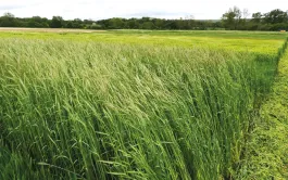 Une partie des chaumes et des racines des CIVE reste dans le sol et améliore la fertilisation.