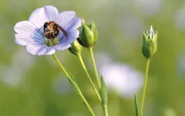 L’outil de toxicovigilance développé par des chercheurs de l’INRAe et de l’Université de Mexico grâce à une IA pourrait permettre d’ajuster les pratiques agricoles en temps réel pour limiter l’exposition des abeilles aux pesticides.  