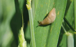 Les antilimaces à base de phosphate ferrique représentent environ un tiers des utilisations.