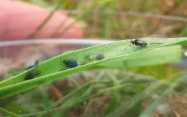 La colonisation par les pucerons ailés constitue un préalable à l’infestation de la parcelle.