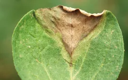 La création d’une synergie entre les acteurs d’un territoire pour lutter contre le mildiou de la pomme de terre peut permettre de réduire l’utilisation des fongicides de 50 à 80 %.  