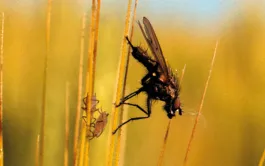 Même à des doses sublétales, les insecticides compromettent la survie des insectes