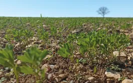 Pratiques culturales en lentille : attention aux bruches et aux surdensités