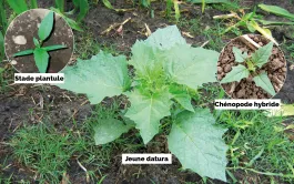 L’odeur désagréable des feuilles froissées permet de distinguer le jeune datura d’autres adventices (comme le chénopode hybride - en médaillon). Bien se laver les mains ensuite ! 