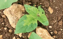 En 2024, une parcelle de tournesol touchée par le mildiou sur cinq présentait plus de 10 % de pieds nanifiés et 6,8 % des parcelles touchées, plus de 30 % de nanisme.